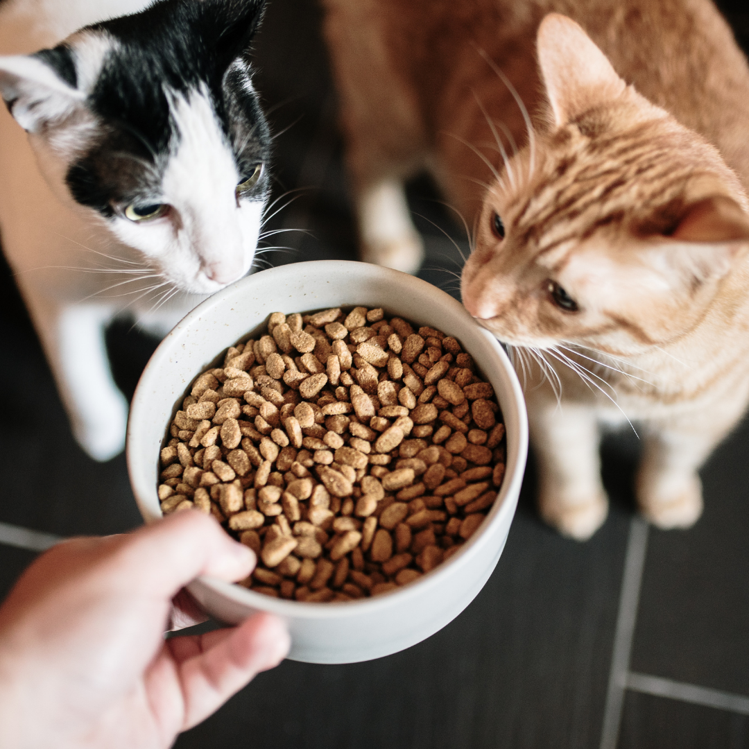 Prebiyotiklerin Önemi