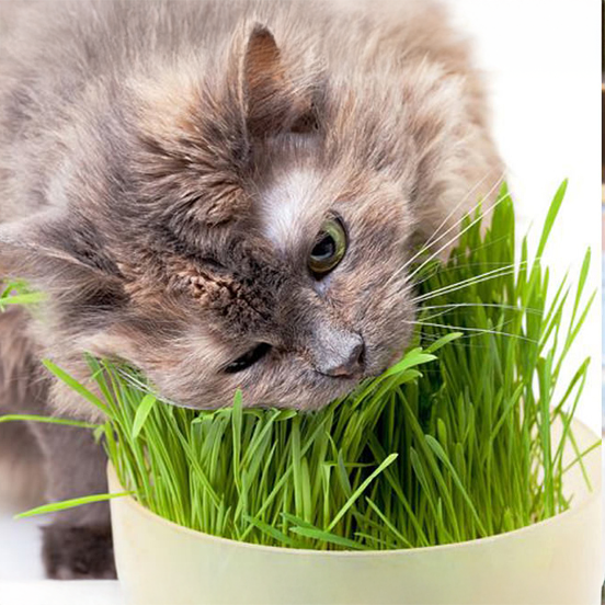 Kediler Neden Çim Yer?