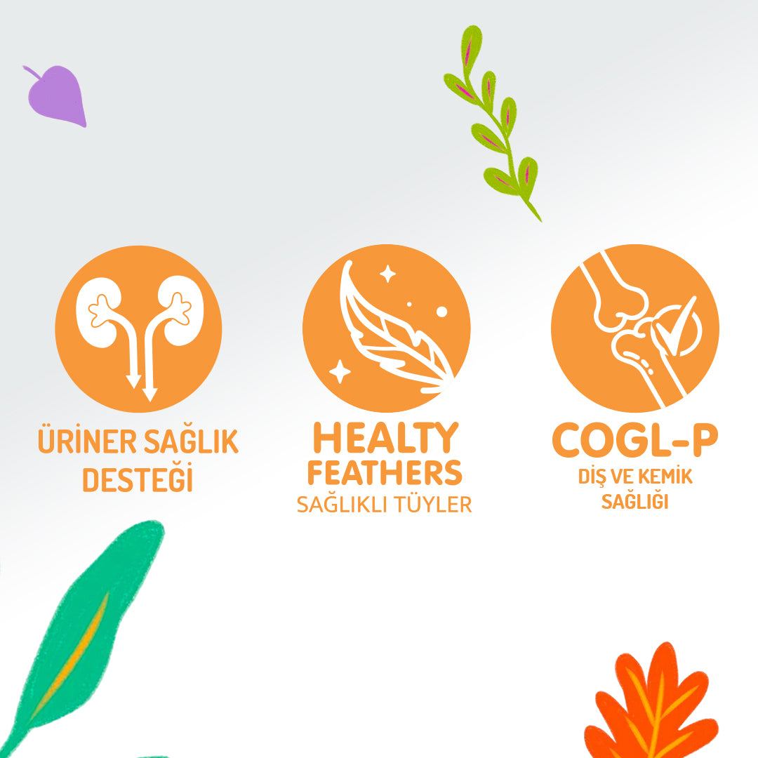 Jungle Pouch Kısırlaştırılmış Kedi Tavuklu Yaş Mama