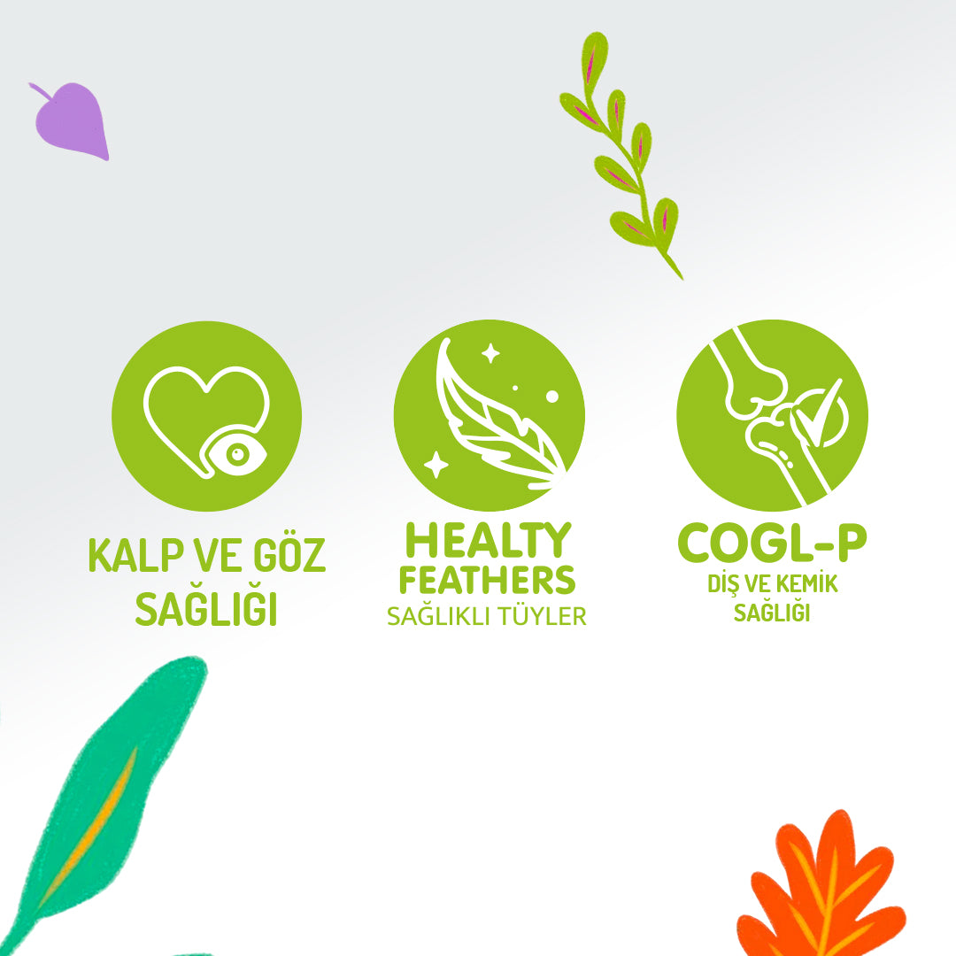 Jungle Pouch Tavuklu Yetişkin Kedi Yaş Mama