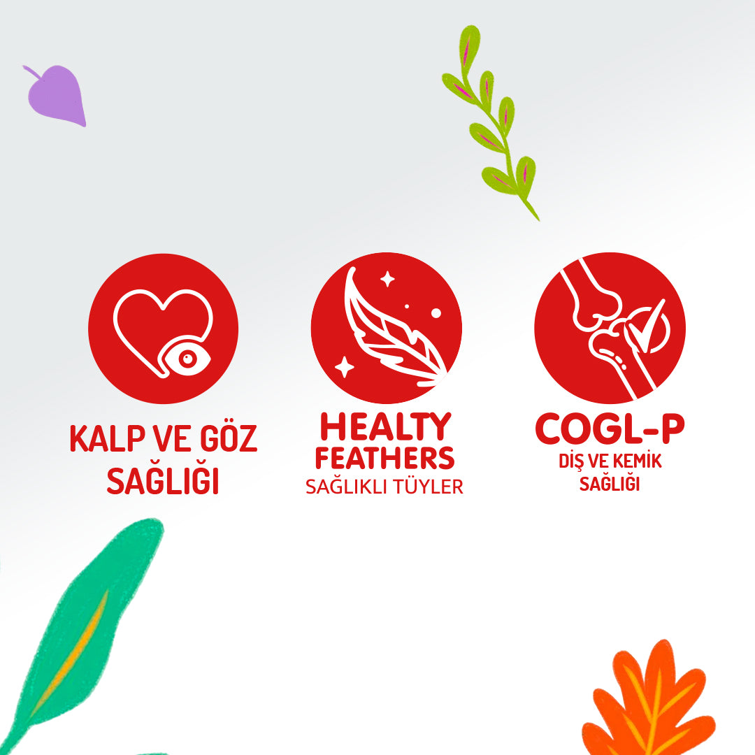 Jungle Pouch Sığır Etli Yetişkin Kedi Yaş Mama