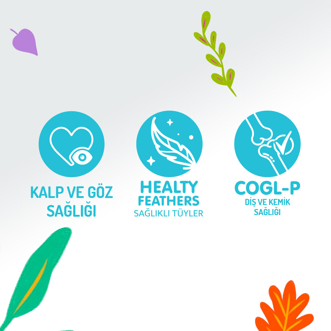 Jungle Pouch Somonlu Yetişkin Kedi Yaş Mama